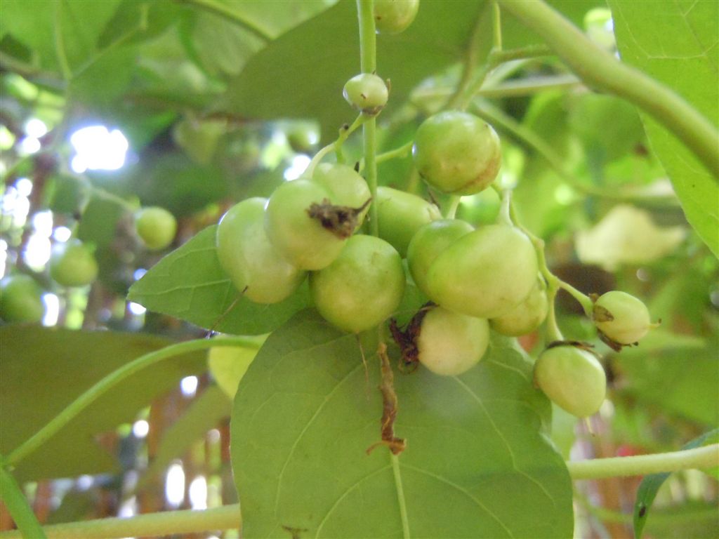 Solanum dulcamara